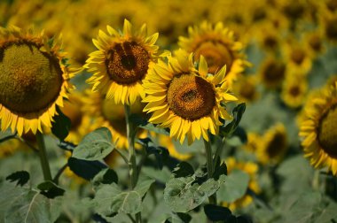 Yaz tarlasında açan parlak ayçiçekleri.