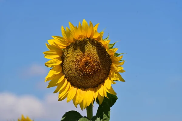 Bright Sunflowers Blooming Summer Field — Fotografia de Stock