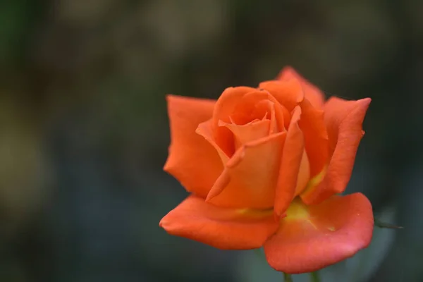 Beautiful Tender Roses Growing Garden — Foto Stock