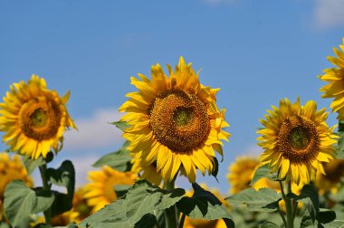 Yaz tarlasında açan ayçiçekleri