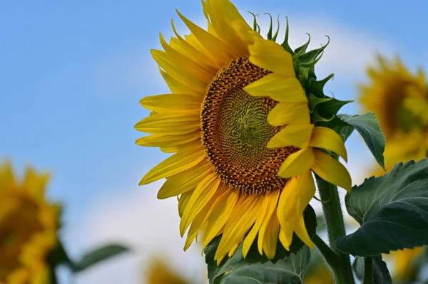Sunflowers Blooming Summer Field — Fotografia de Stock