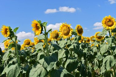 Yaz tarlasında açan ayçiçekleri