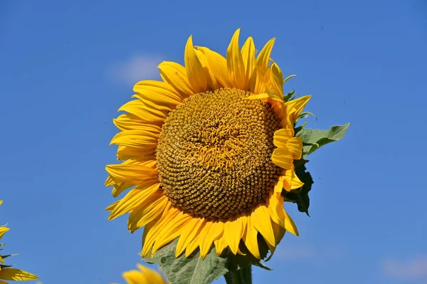 Sunflowers Blooming Summer Field — Fotografia de Stock