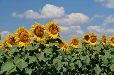 Büyük çiçek açan güzel bir tarla.