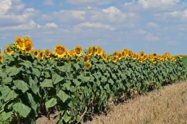 Büyük çiçek açan güzel bir tarla.