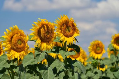 Büyük çiçek açan güzel bir tarla.
