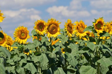 Büyük çiçek açan güzel bir tarla.