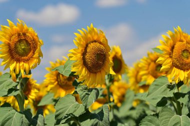 Büyük çiçek açan güzel bir tarla.