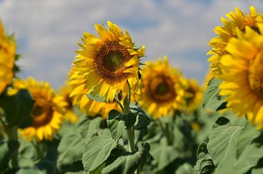 Büyük çiçek açan güzel bir tarla.