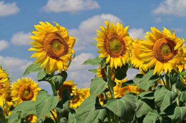 Büyük çiçek açan güzel bir tarla.