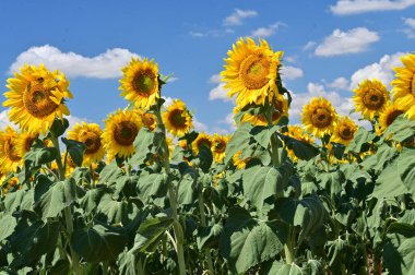 Büyük çiçek açan güzel bir tarla.