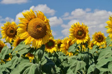 Büyük çiçek açan güzel bir tarla.