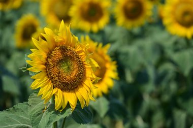 beautiful field with large blooming sunflowers