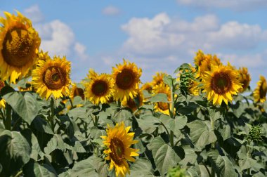 Büyük çiçek açan güzel bir tarla.