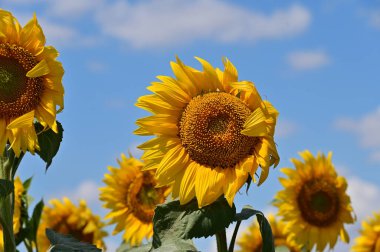 Büyük çiçek açan güzel bir tarla.
