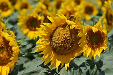 Büyük çiçek açan güzel bir tarla.