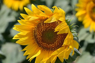 Büyük çiçek açan güzel bir tarla.