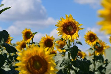 Büyük çiçek açan güzel bir tarla.