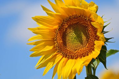 Yaz günü büyüyen ayçiçeğinin yakın görüntüsü