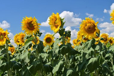 Büyük çiçek açan güzel bir tarla.
