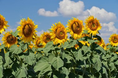 Büyük çiçek açan güzel bir tarla.
