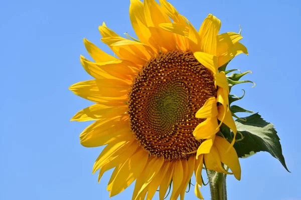 Close View Growing Sunflower Summer Day — 图库照片