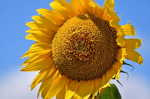 Close View Growing Sunflower Summer Day — 스톡 사진