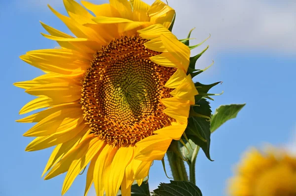 Close View Growing Sunflower Summer Day — 스톡 사진