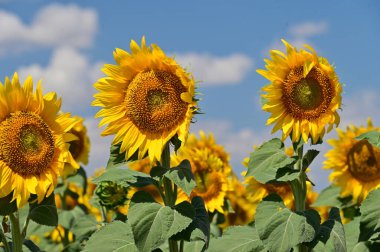 Büyük çiçek açan güzel bir tarla.