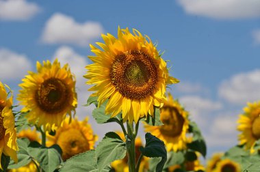Büyük çiçek açan güzel bir tarla.