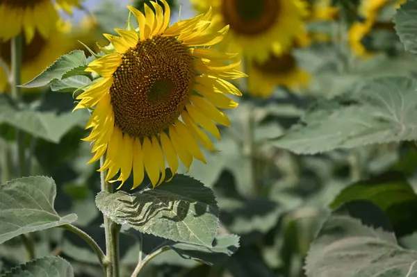 Beautiful Field Large Blooming Sunflowers — Stock Photo, Image