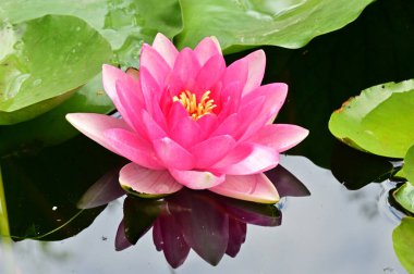 Gölette güzel pembe nilüfer çiçeği, yakın görüş.