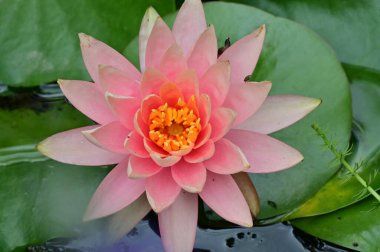 Gölette güzel pembe nilüfer çiçeği, yakın görüş.