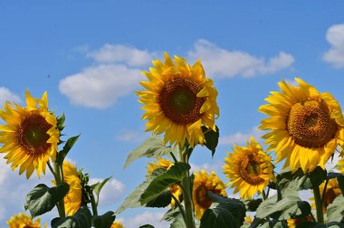 Büyük çiçek açan güzel bir tarla.