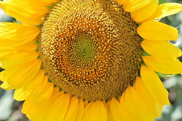 Close View Growing Sunflower Summer Day — 图库照片