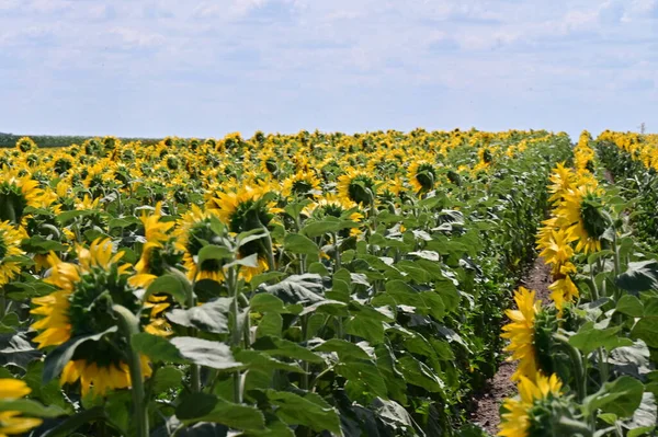Büyük çiçek açan güzel bir tarla.