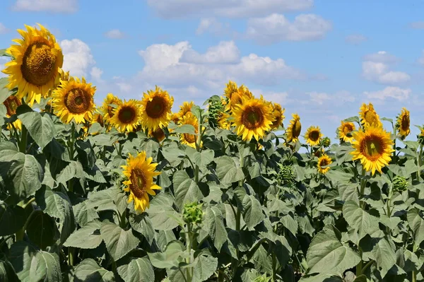 Büyük çiçek açan güzel bir tarla.