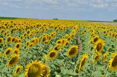 Büyük çiçek açan güzel bir tarla.