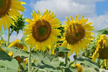 Büyük çiçek açan güzel bir tarla.
