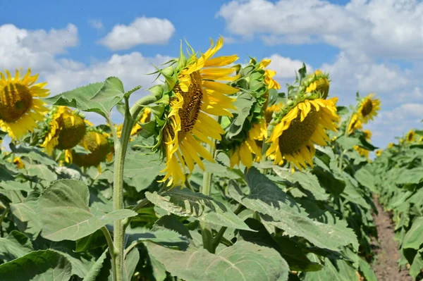 Beautiful Field Large Blooming Sunflowers — 图库照片