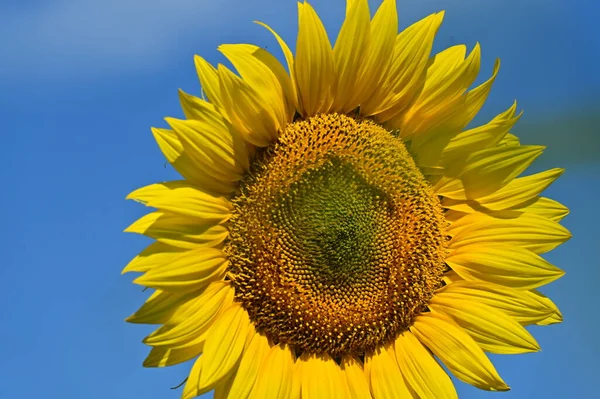 Schönes Feld Mit Großen Blühenden Sonnenblumen — Stockfoto