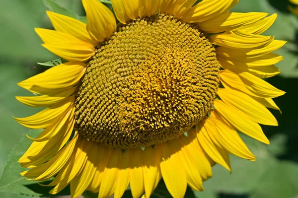 Beau Champ Avec Grands Tournesols Fleurs — Photo