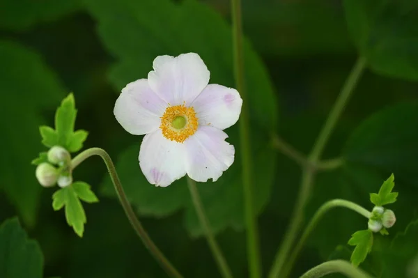 Güzel Beyaz Çiçeklere Yakın Yaz Konsepti — Stok fotoğraf