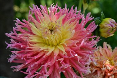 Bahçede büyüyen güzel pembe ve sarı renkli çiçek.