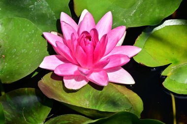 Gölette güzel pembe nilüfer çiçeği, yakın görüş.