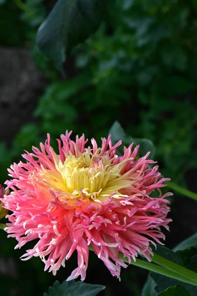 Beautiful Pink Yellow Colored Flower Growing Garden — Stock Photo, Image