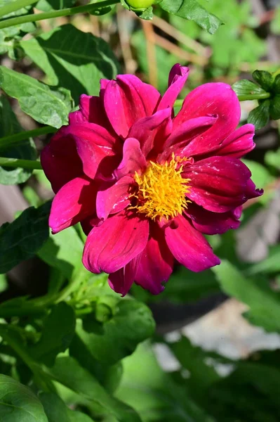 Красивые Розовые Цветы Саду Летняя Концепция — стоковое фото