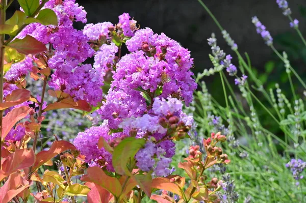 Close Beautiful Purple Flowers Summer Concept — Stock Photo, Image