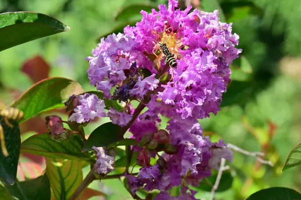 Close Beautiful Purple Flowers Summer Concept — Stockfoto