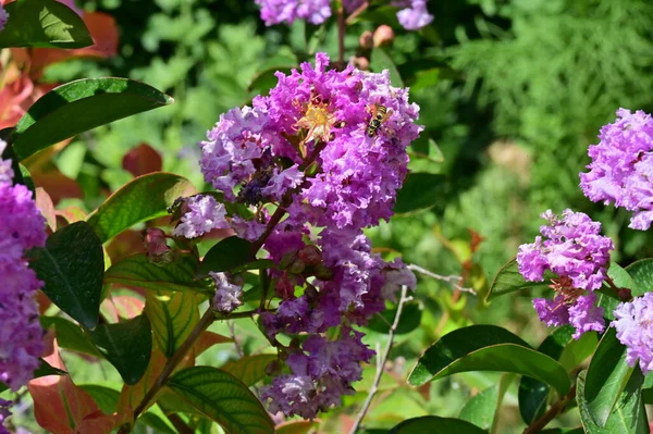 Close Beautiful Purple Flowers Summer Concept — Stockfoto